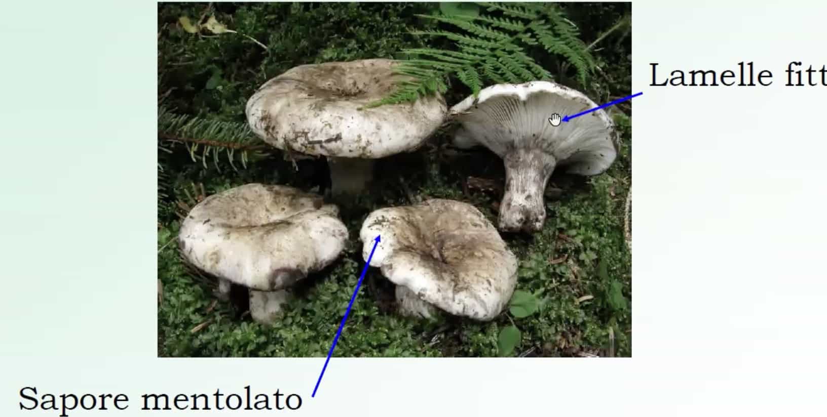 RussulaAlbonigra