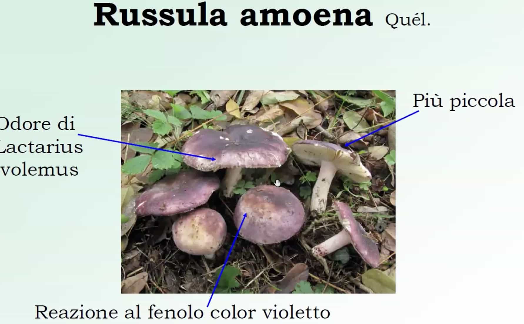 RussulaAmoena