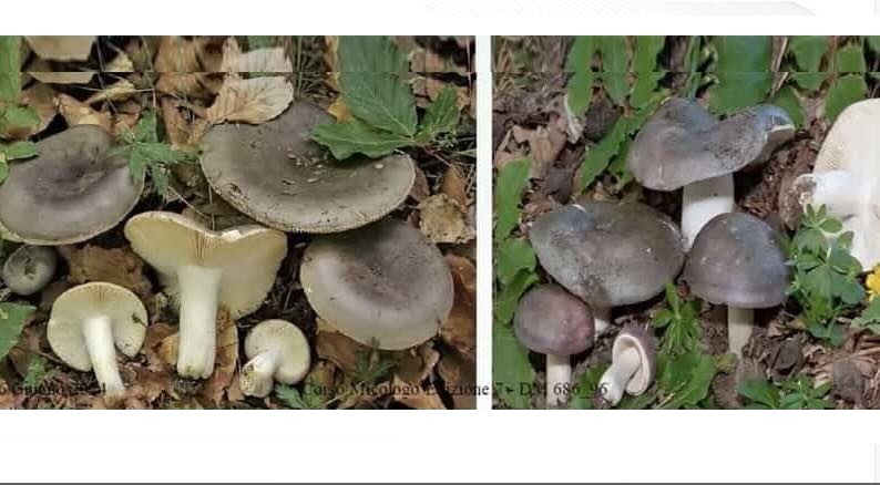 RussulaDueSpeci2