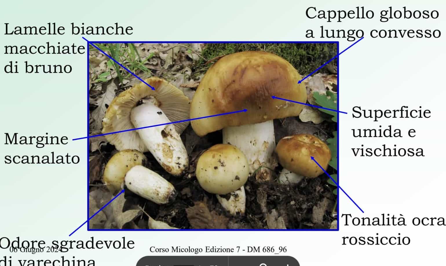 RussulaFoetens