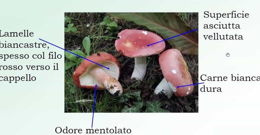 RussulaLepida