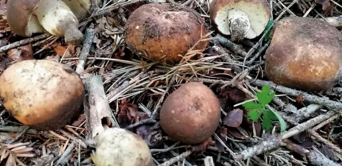 RussulaMustelina