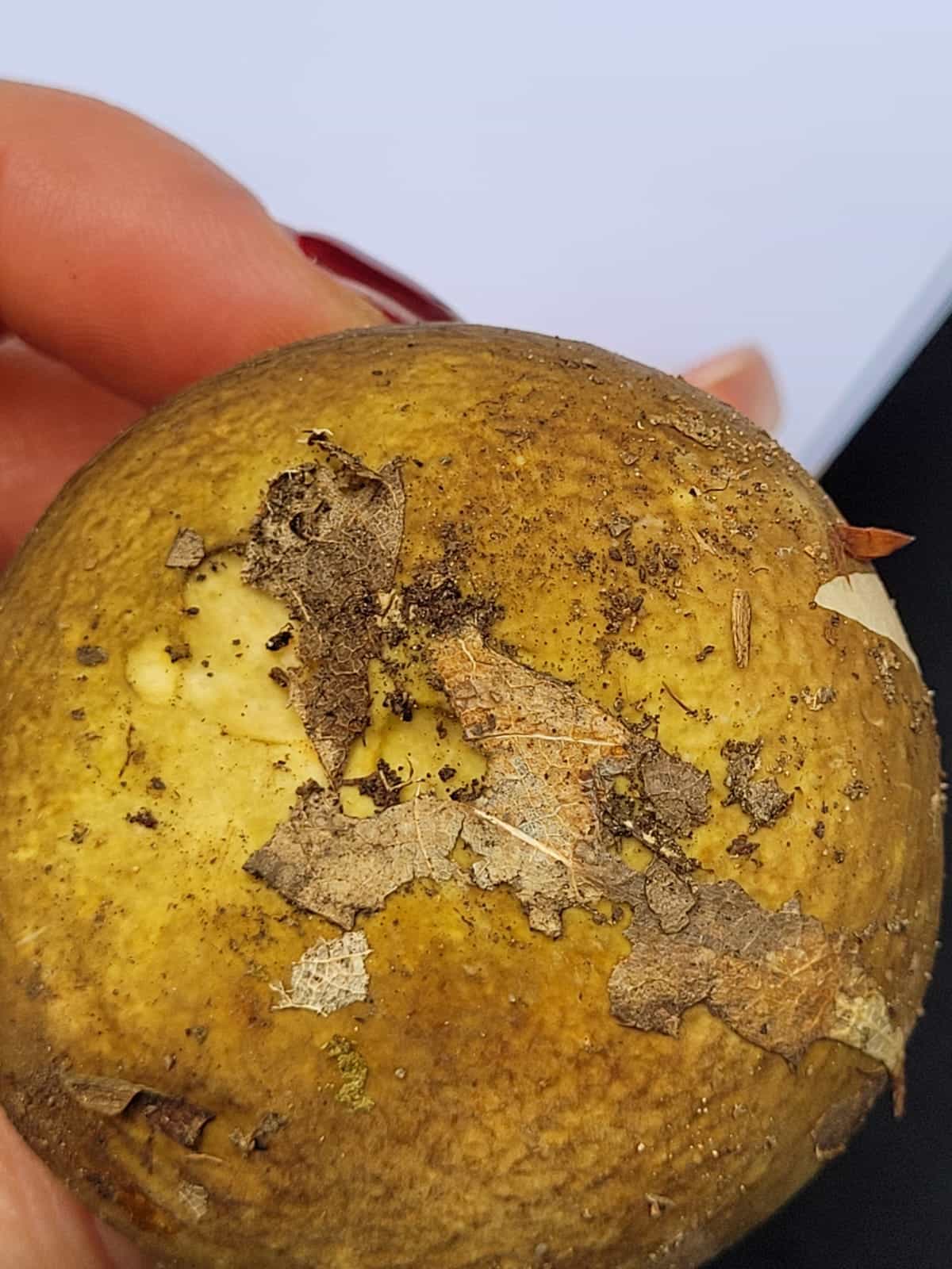 RussulaOlivacea