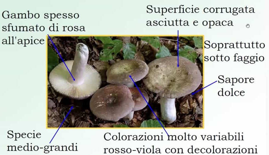 RussulaOlivacea