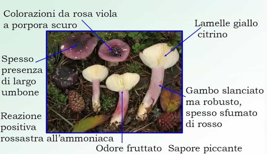 RussulaSardonia