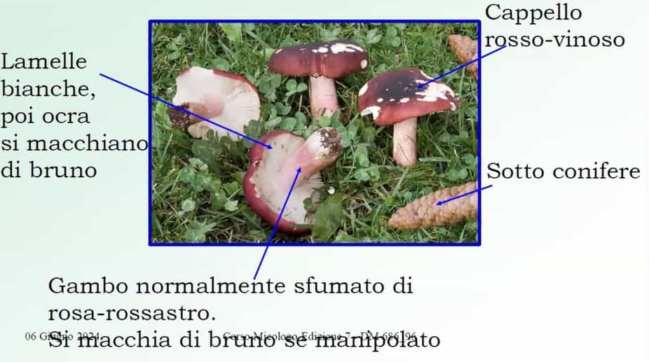 RussulaXerampelina