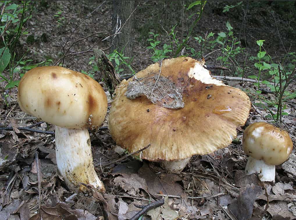 Russulalaurocerasi1