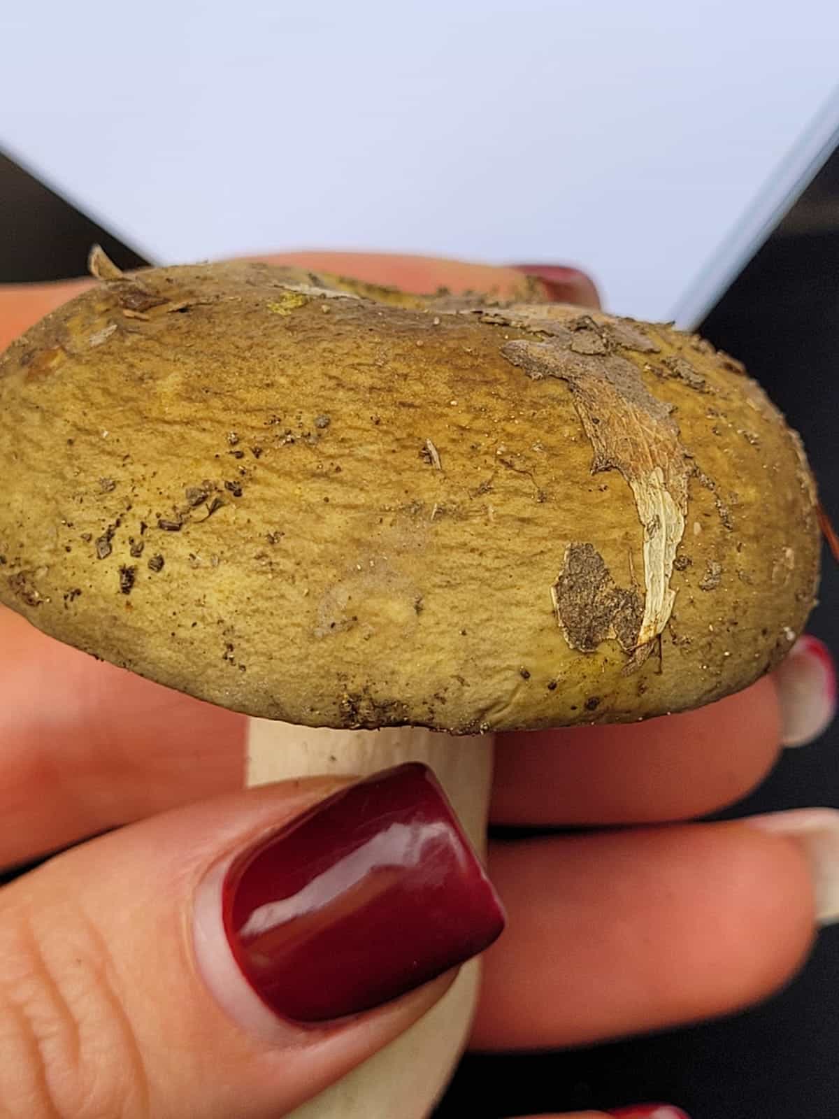 Russulaolivacea1