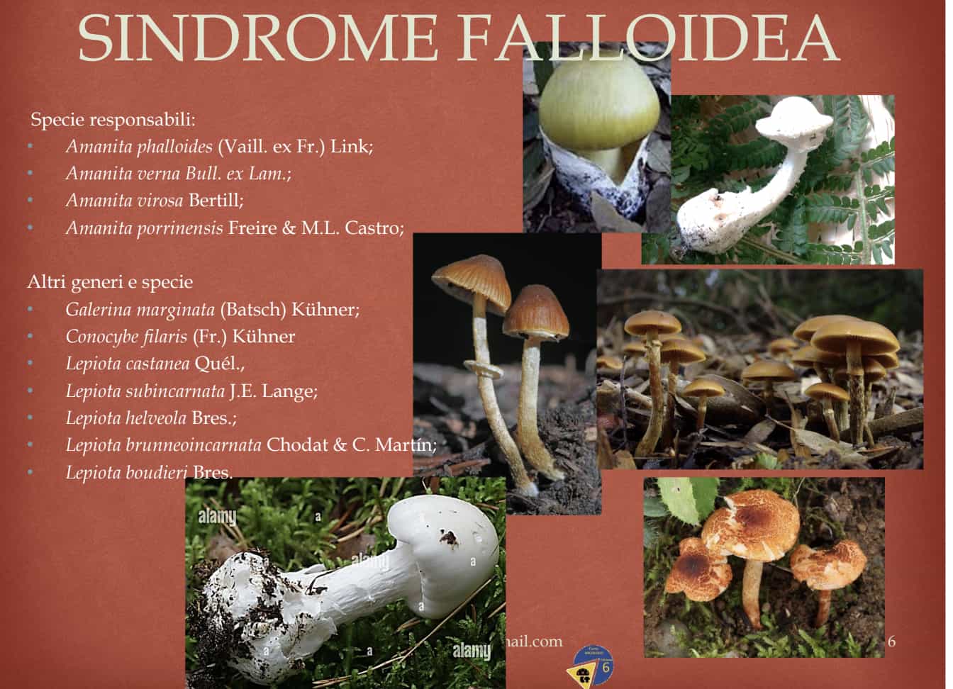 SindromeFalloidea