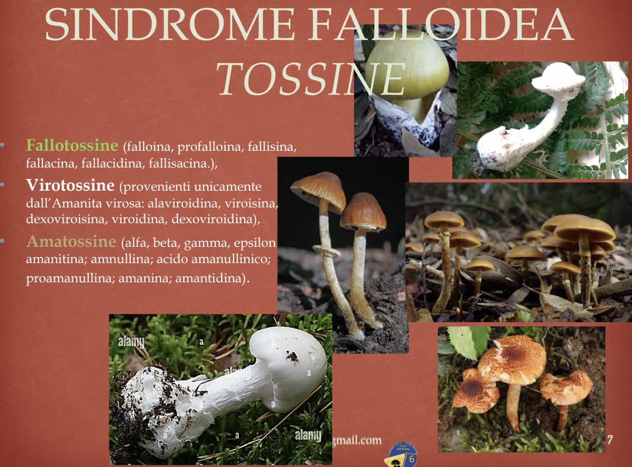 SindromeFalloideaTossine