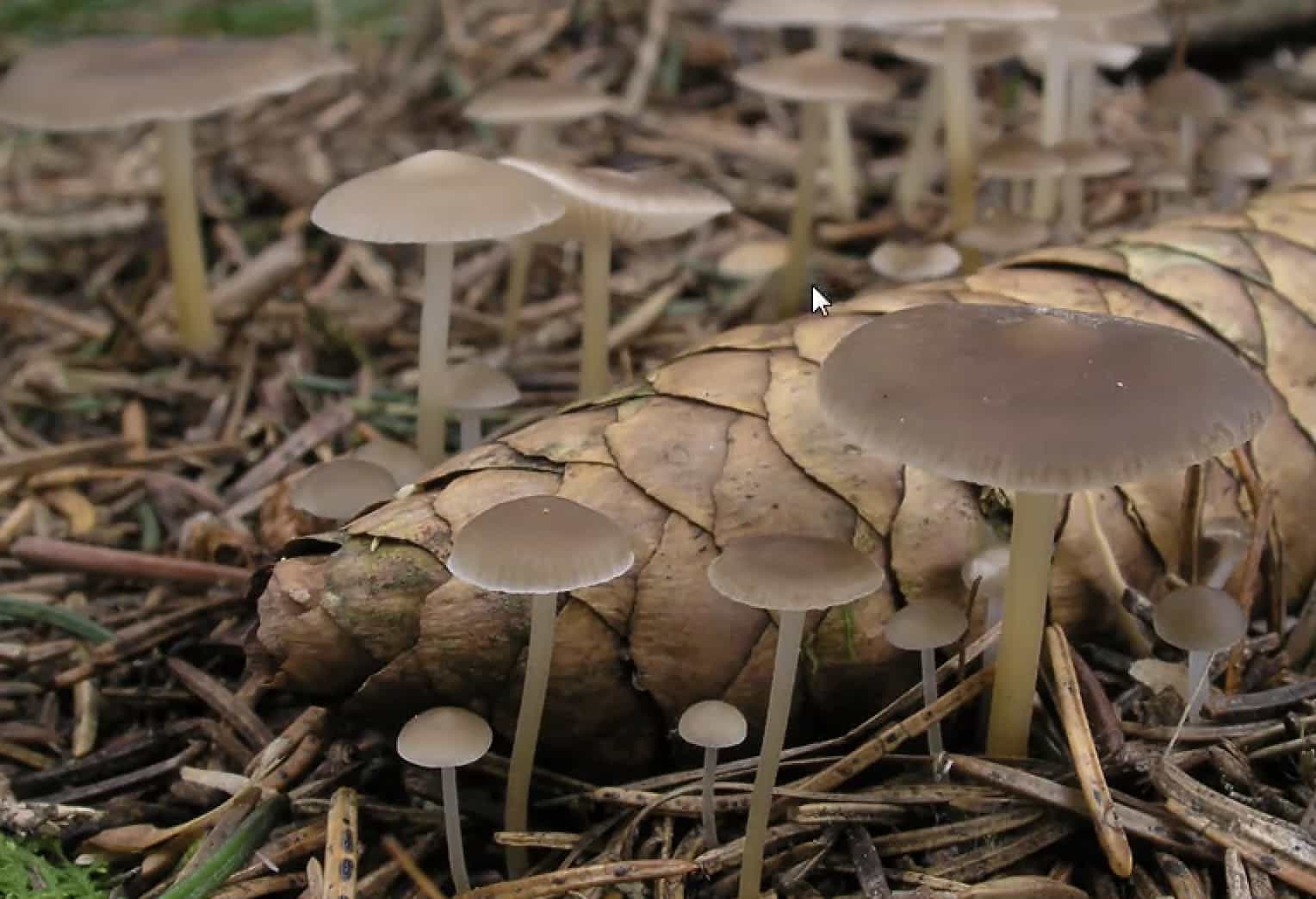 StrobilurusEsculentus