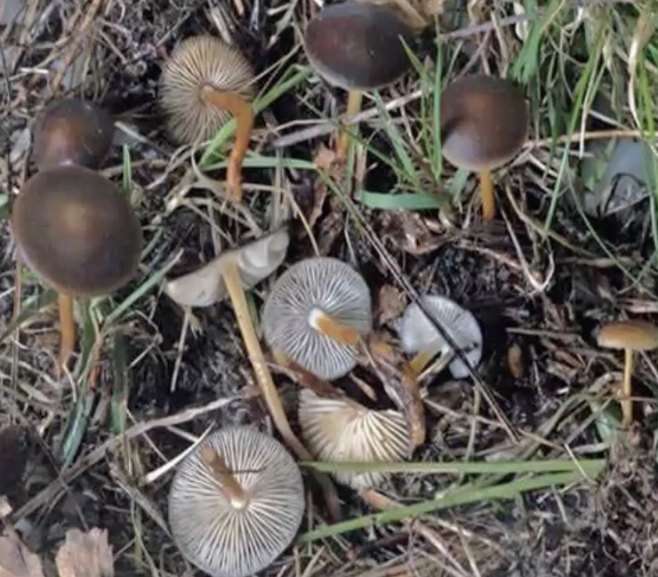 StrobilurusTenacellus
