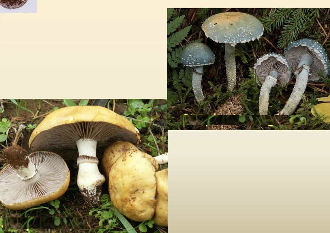 StrophariaAeruginosaCoronilla