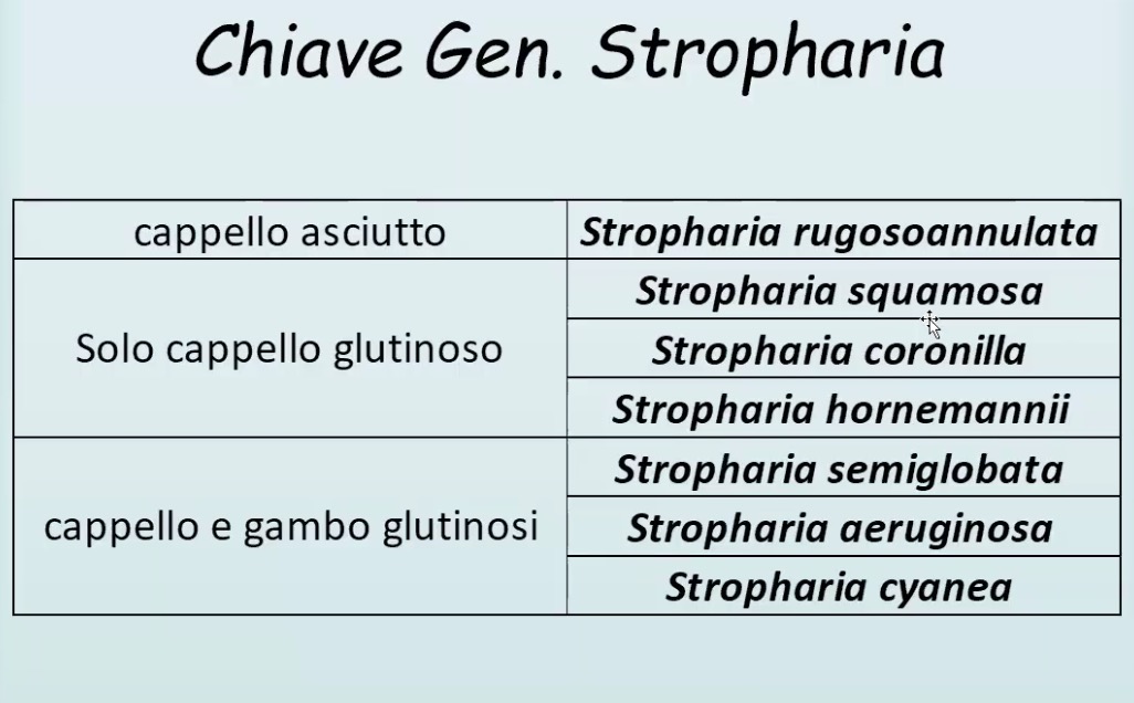 StrophariaChiave