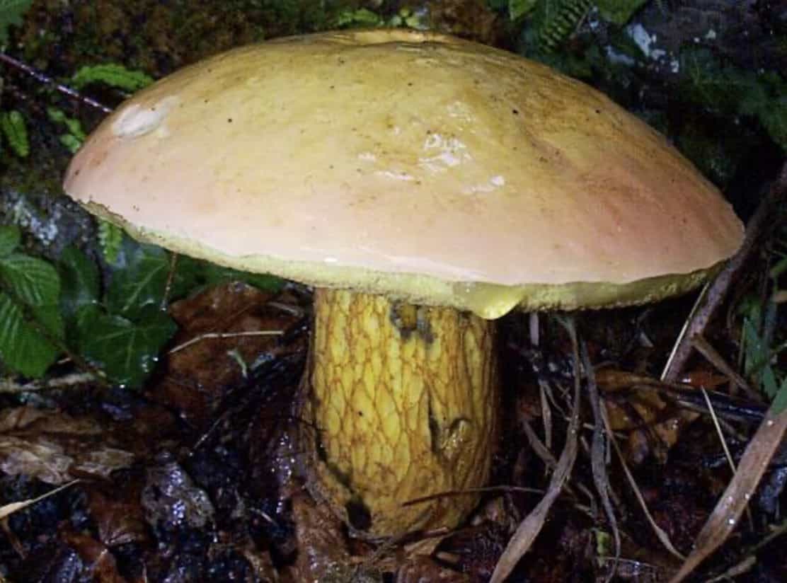 SuillellusLuridus