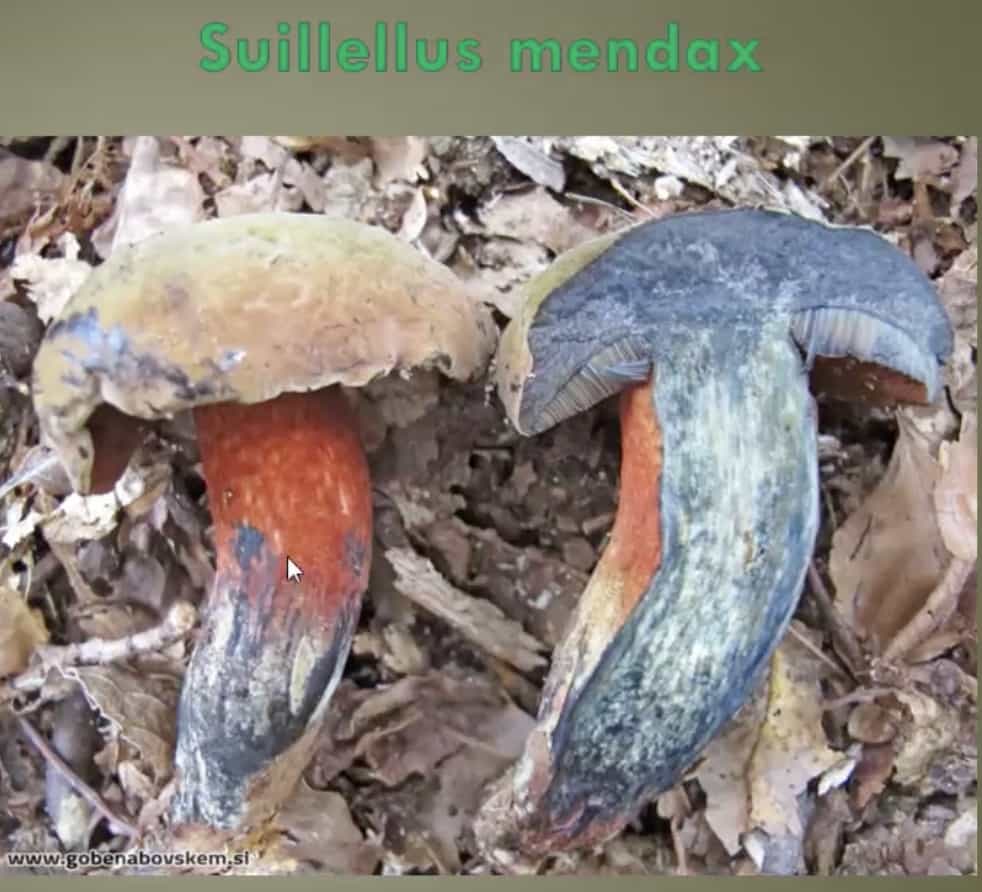 SuillusMendax