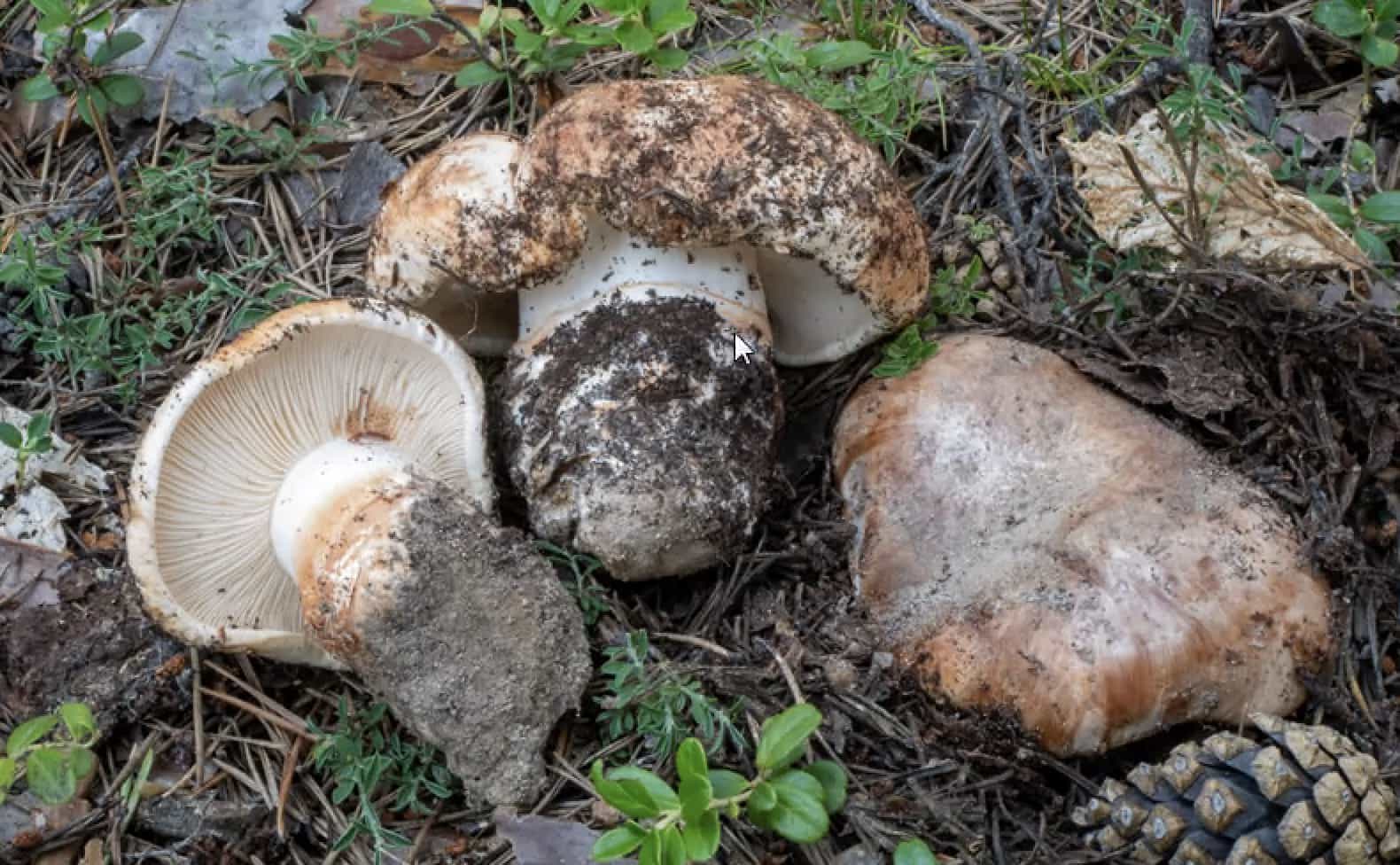 TricholomaColossus