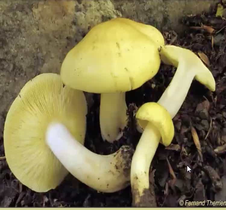 TricholomaEquestre