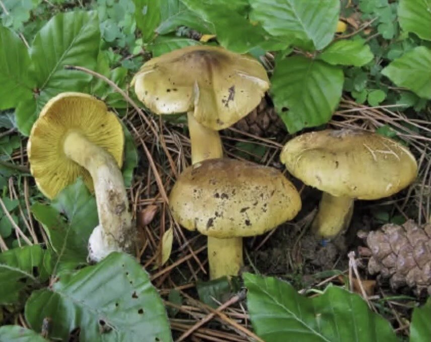 TricholomaEquestreTox