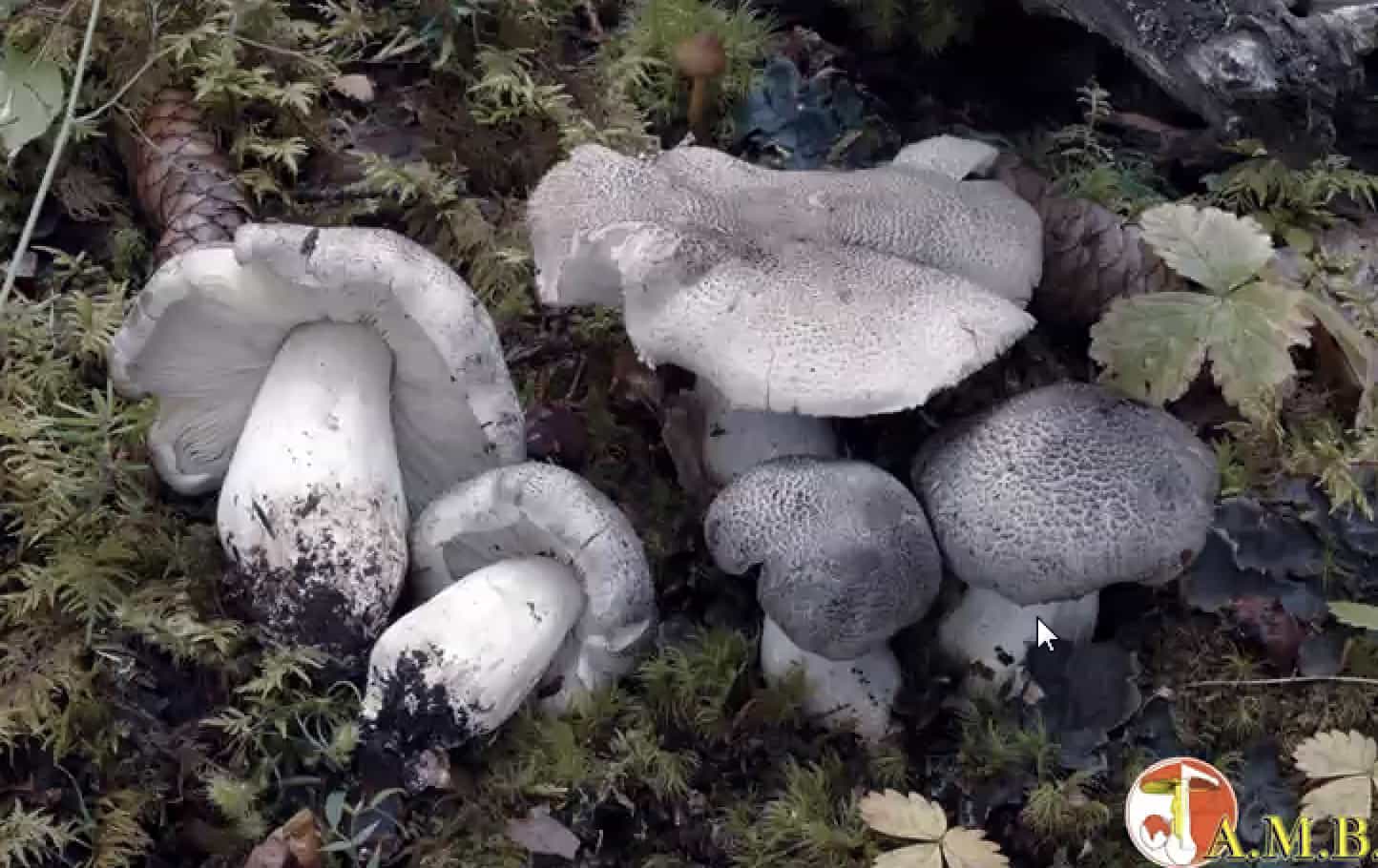 TricholomaPardinum