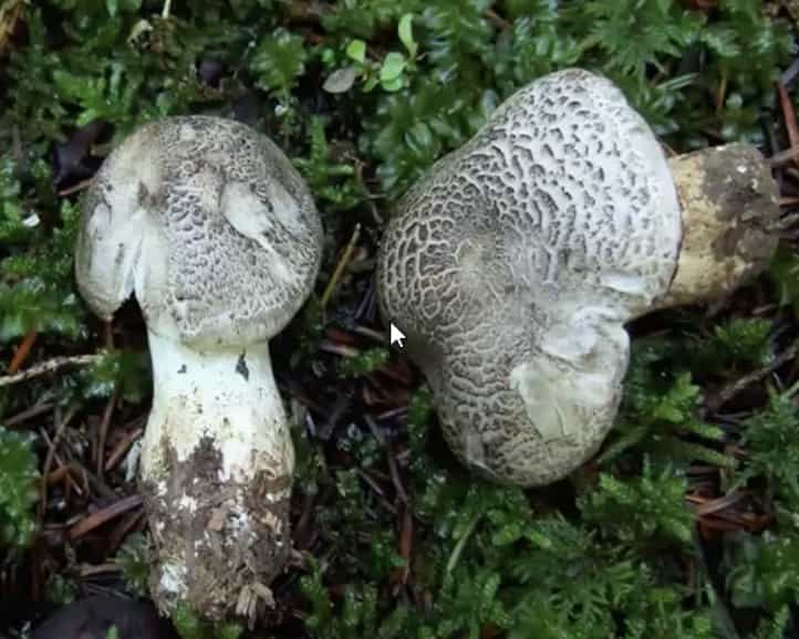 TricholomaPardinum1