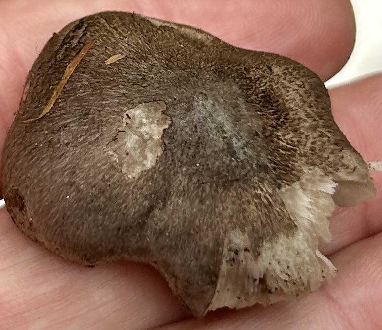TricholomaSciodes