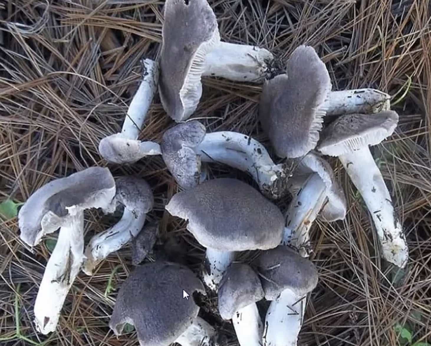 TricholomaTerreum