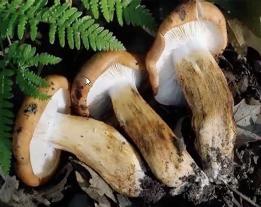 TricholomaUstaloides
