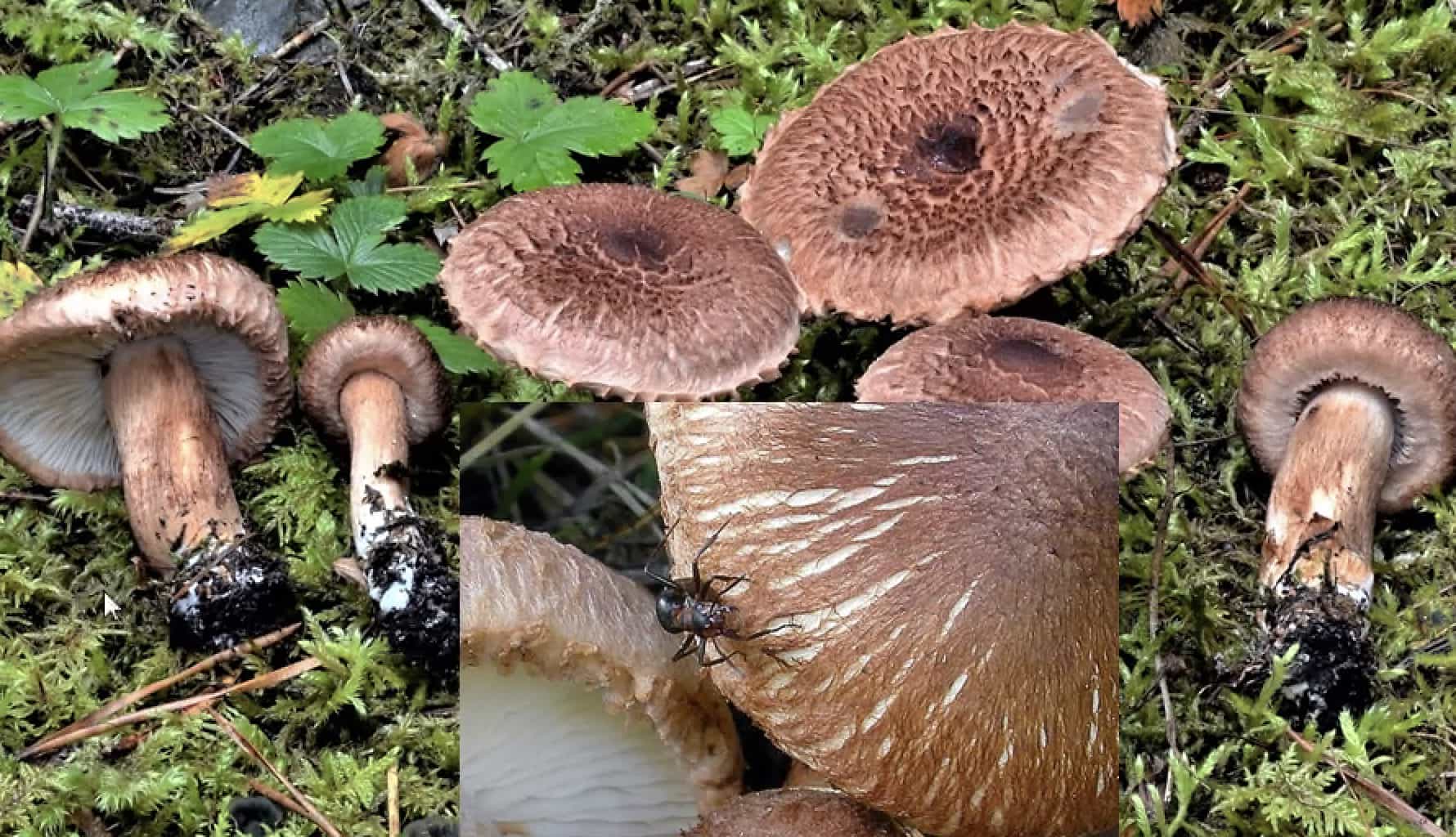 TricolomaVaccinum