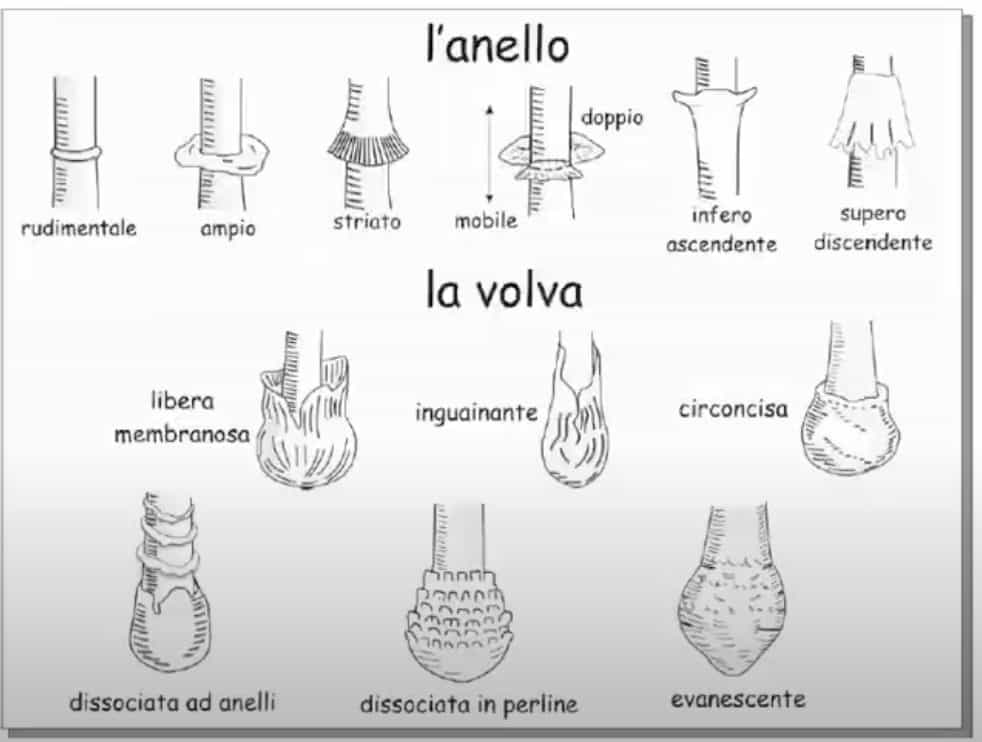 Volvariellagloiocephala