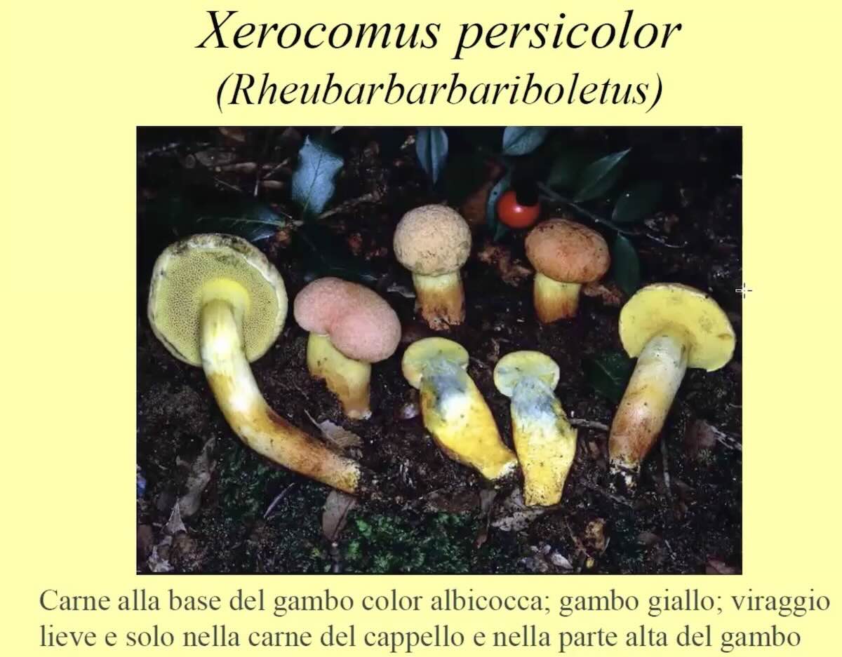 XerocomusPersicolor