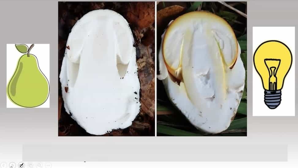 amanite1