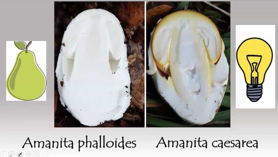 amanite2