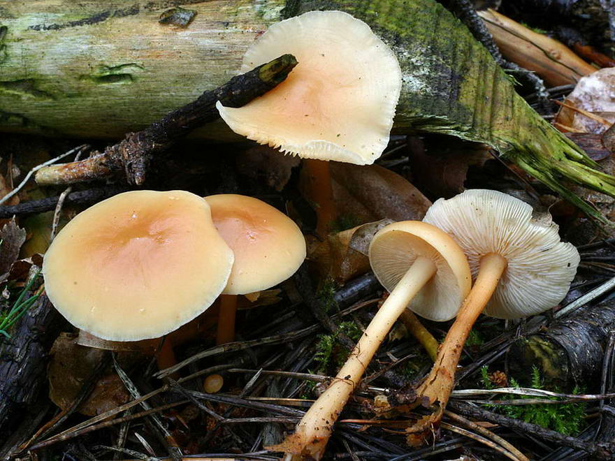 collybia dryophila yd 1