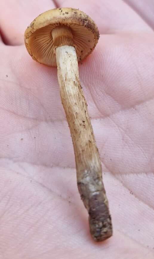 galerina1
