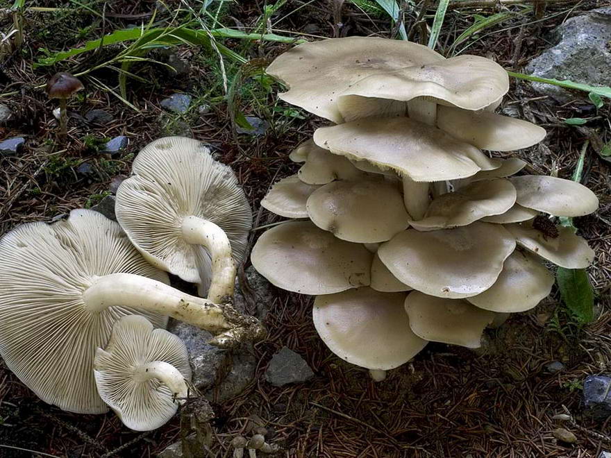 lyophyllum decastes yd 1