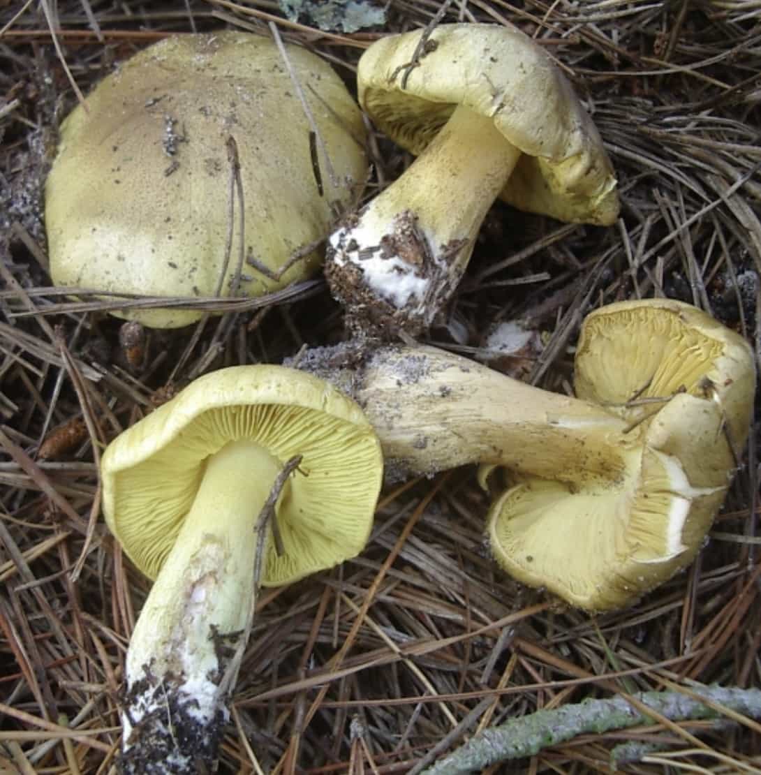 tricholomaEquestre