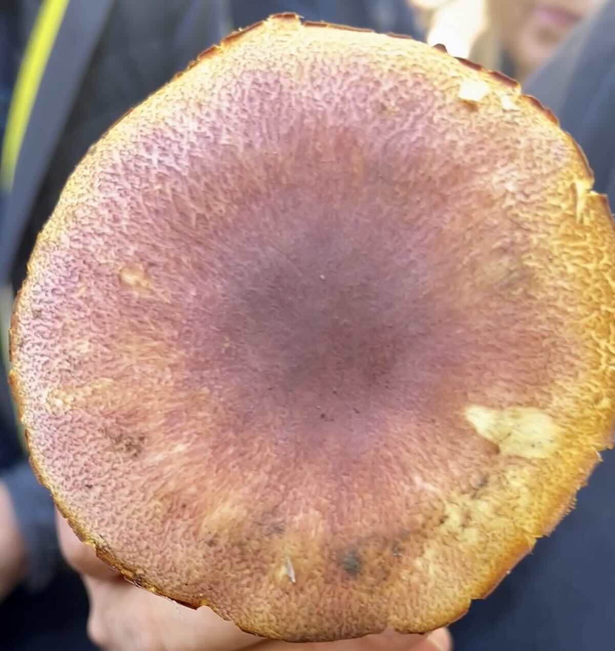 tricholomopsysRutilansScrepolato