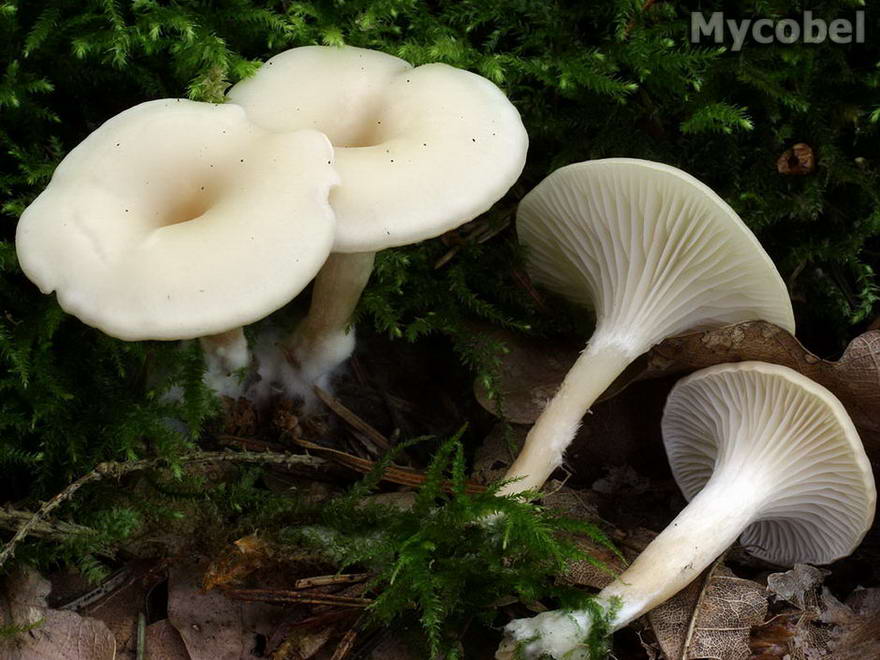 clitocybe phaeophthalma (yd) 0026